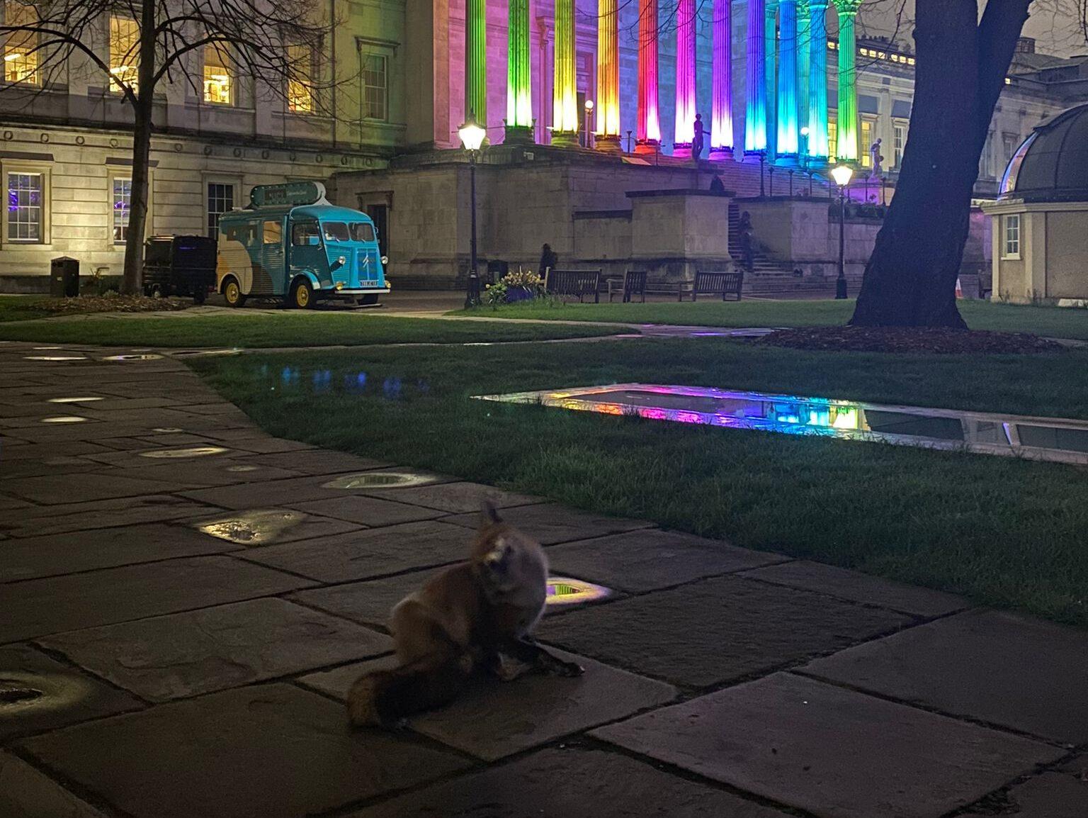 Sassy intruder with an agenda: Zoro the campus fox